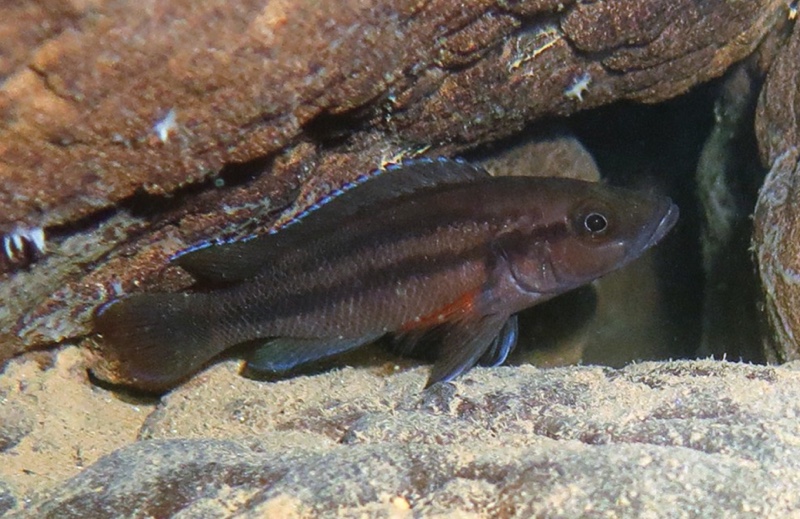 Neolamprologus bifasciatus 'Mucansi'